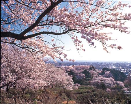 山形県1位：鳥帽子山公園(4月頃撮影)